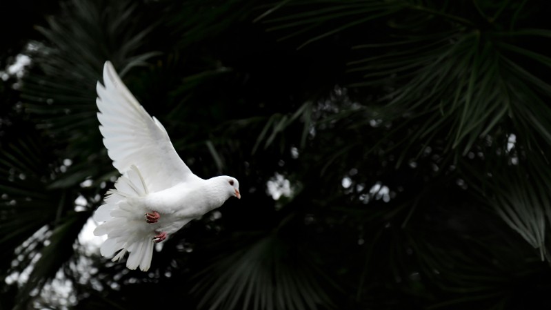 immagine-articolo-santa-messa-per-la-pace